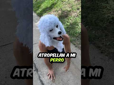 Atropellan a mi PERRO #viral #trending