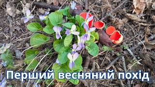 Перші ВЕСНЯНІ ГРИБИ саркосцифа та зморшкова шапинка! 🍄
