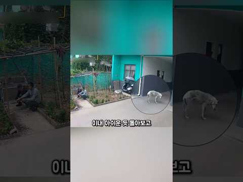 아무도 모르게 작별 인사를 남기고 무지개 다리를 건넌 강아지