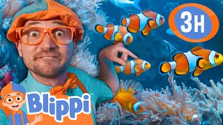 Blippi Explores The FISH PLAYGROUND! | Blippi and Meekah Best Friend Adventures | Educational Videos