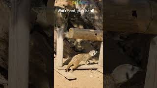 Smart meerkat solves the food puzzle! 🐾 | Prague Zoo #shorts