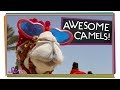 Camel Adaptations and Characteristics