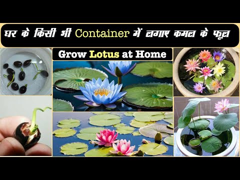 अब गमलों में कमल उगायें, घर को स्वर्ग बनायें Grow sacred Lotus at Home #lotus #gardening #aquatic