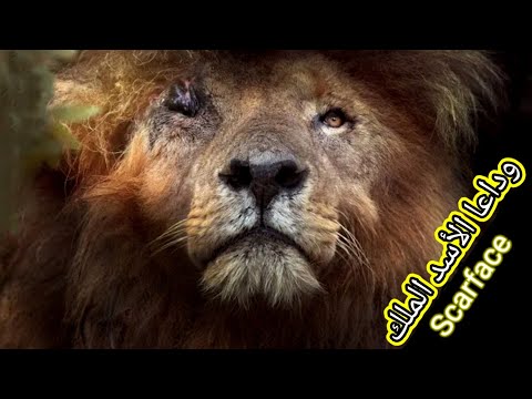 الأسد سكارفيس | أقوي وأخطر أسد عرفة التاريخ الأسد الاسطورة | Scarface Lion King 👑 #عالم_الحيوان