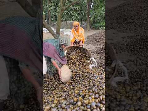 Amazing Lime Making Complete Process Using Snails #shorts