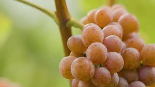 Südtirols Lagenweine