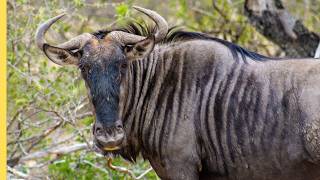 Sabana Africana: Cómo 5 especies animales sobreviven en la naturaleza | Episodio Completo