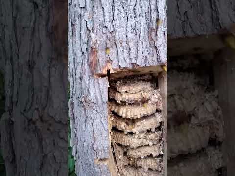 European Hornets Cut out of a tree