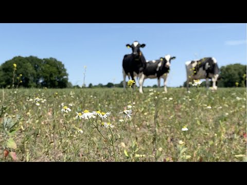 YouTube video thumbnail: Too Much Manure, too Little Action: Dutch Farming Tests EU Green Goals