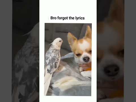 When you forget the lyrics you repeat them 😂😂 #funny #shorts