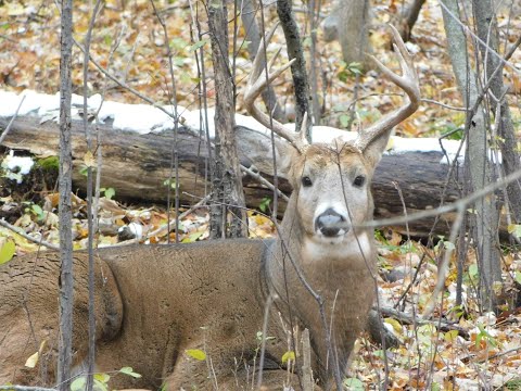 Hanging at Heckrodt: Wetland Wildlife Edition — White-tailed Deer