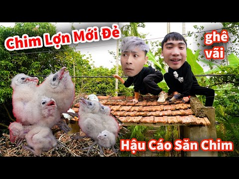 Hậu Cáo - Vượt 250 Km Săn Tổ Chim Cú Lợn 4 Con Mới Đẻ