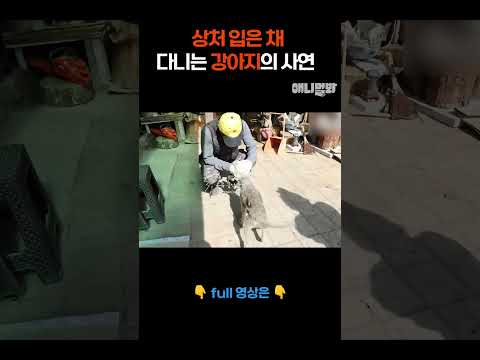 상처 입은 채 다니는 강아지의 사연  #애니멀봐 #shorts