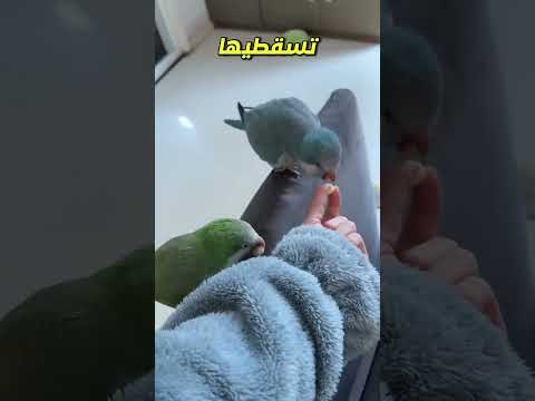 وقت المكافأة لحيواناتي الأليفة الجميلة! 😁🤩