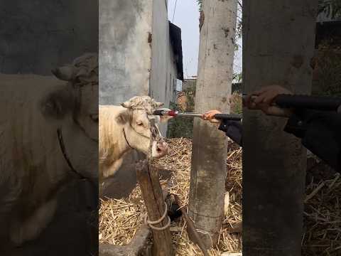#Slaughterhouse Tools #Slaughtering Cattle #Slaughtering Pigs #Hardware Tools Recommendations