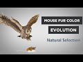 Natural Selection and Camouflage Concepts