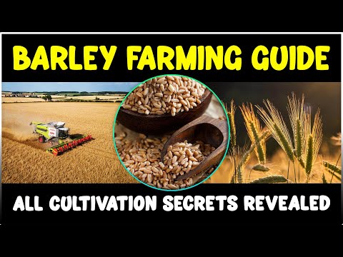 Barley Farming: Cultivation Secrets Revealed