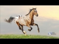 Horse Facts and Trivia