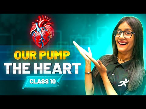 Our Pump – The Heart ❤️ | Structure & Function Explained | Class 10 Biology | Muskan Ma'am