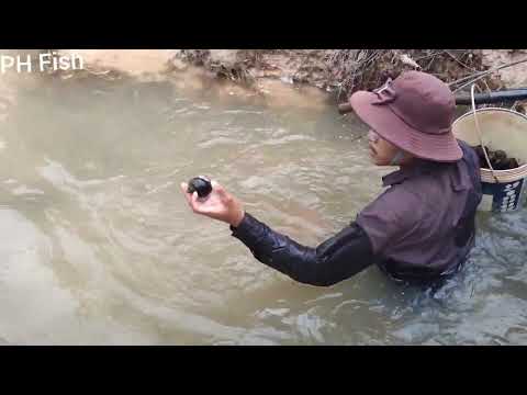 Snail fishing in rural areas during the rainy season, a lot of snails