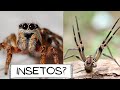 Aranhas: Conhecimentos e Curiosidades