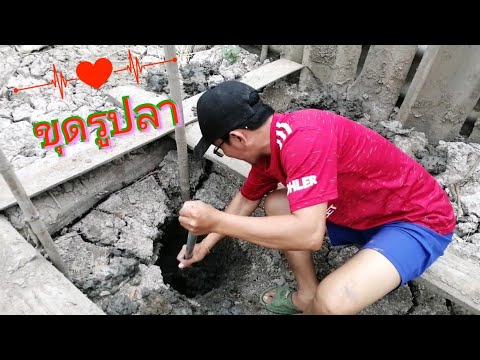 เจอรูปลา ขุดสิครับ