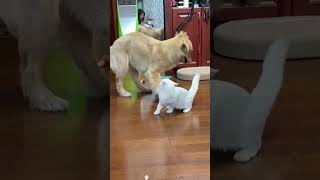 Funny and cute dogs compilation#funnydogs#cute#doglover#doglife#cure#dogshorts#pet#doglife