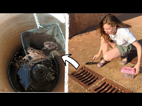 ¿Cómo llegaron hasta Aquí? Salvamos ANFIBIOS Atrapados