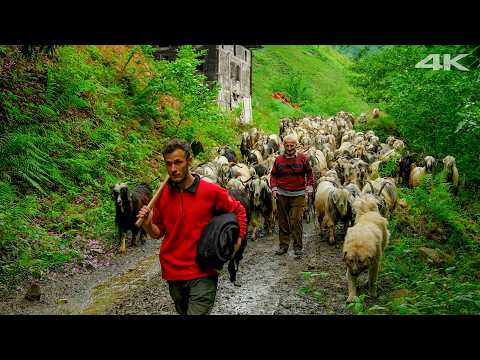 Yeşil Vadideki Keçiler - Dedenin Mirası | Belgesel Film