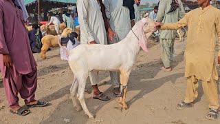 13 اگست 2025 کی بکرا منڈی ڈیرہ غازی خان قربانی 2026 کے لیے خوبصورت بکرے خریدیں 😯