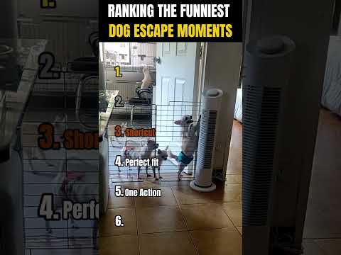 RANKING THE FUNNIEST DOG ESCAPE MOMENTS 🐶😂 | You Won’t Believe #1!
