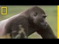 Rainforest Gorillas and Their Social Dynamics