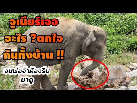 จูเนียร์เจออะไร !!ไม่เคยเป็นแบบนี้มาก่อน จนพ่อจ๋าต้องรีบมาดู