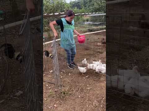 Dando De Comer A Los Pollos, Ya están bien grandes