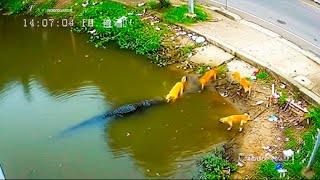 Videos De Animales Más Increíbles Y Jamás Antes Vistos
