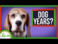 Understanding Dog Aging and DNA Methylation