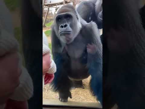 The Gorilla’s “We’re Expecting Too!” Moment Caught on Phone 🤯📱