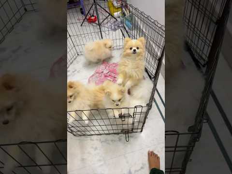 ঘুম থেকে উঠে সবাই ছাদে 😍#dog #puppy #dailyvlog