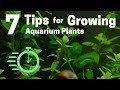 Aquarium Plant Care Essentials