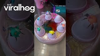 Kids Reacting to Hatchimals Rainbow Hatchery || ViralHog