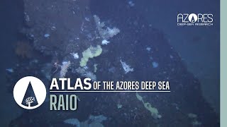 Raio seamount | ATLAS of the Azores deep sea