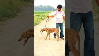 greyhound dog punjabi song 10-12 #viralvideo #shonkpunjabde #kabootarba