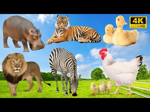 Unforgettable Animal Encounters: Hippo, Tiger, Duck, Lion, Zebra, Chicken - Animal Sounds