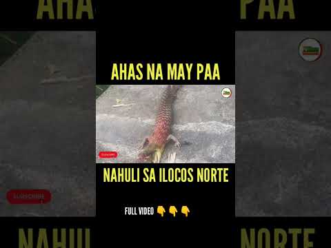 AHAS NA MAY PAA NAHULI SA PAOAY, ILOCOS NORTE #shorts #shortsfeed
