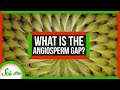 The Mystery of Angiosperm Origins