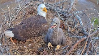 SWFL Eagles ~ M15 Brings LARGE Clump Of Grass & E26 HELPS DAD SPREAD IT! E26's ENORMOUS CROP💖 1.9.26