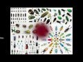 Understanding Taxonomy and Biodiversity
