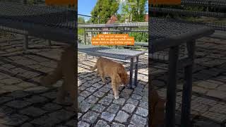 Relatable Campus Cat 🐈😅 #passau #unipassau #studium #studieren #studierende #katze #katzenvideos