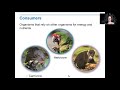 Energy Flow and Autotrophs Concepts