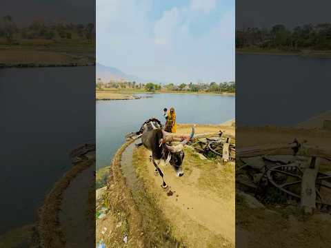 पुराने जमाने की रहट अभी भी राजस्थान में चल रही है #राजस्थान #रहस्य #explore #gaav #youtubeshorts